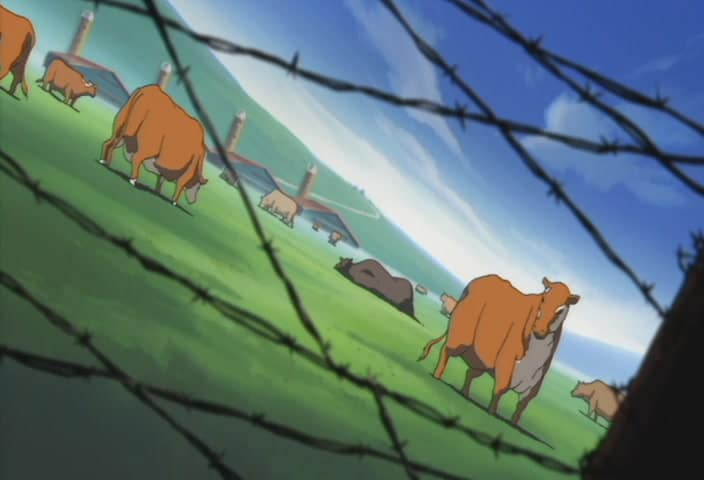 Earth Girl Arjuna. Brown cows stand on the grass behind a wire fence.